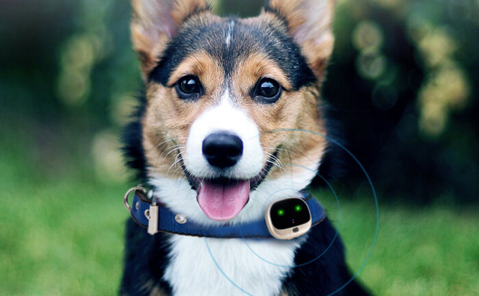 2G og 4G GPS tracker til kat og lille hund med gratis app - Billede 4
