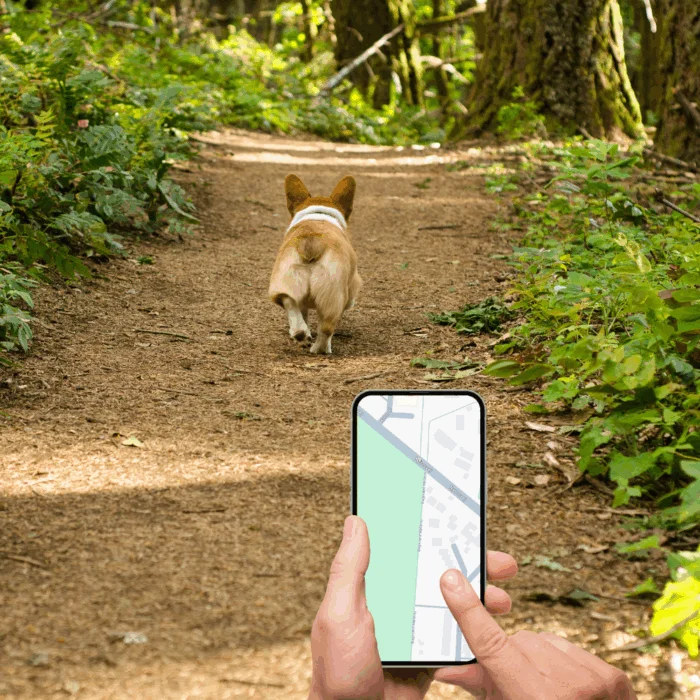 2G og 4G GPS tracker til hund og kat med gratis app - Billede 7