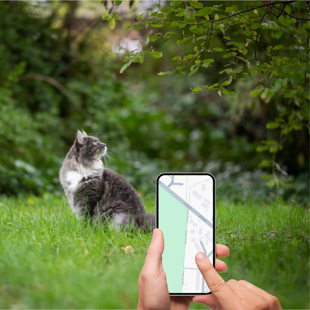 GPS tracker til kat